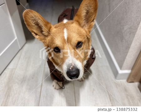 A happy beautiful red-haired Welsh corgi in a jumpsuit is going for a walk A happy beautiful red-haired Welsh corgi in a jumpsuit is going for a walk 138875332