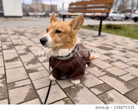 Happy ginger Welsh corgi in overalls on a walk Happy ginger Welsh corgi in overalls on a walk 138875335