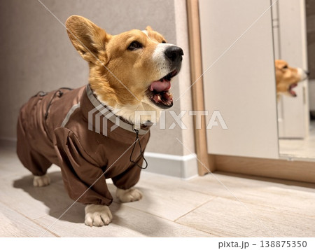A happy beautiful red-haired Welsh corgi in a jumpsuit is going for a walk A happy beautiful red-haired Welsh corgi in a jumpsuit is going for a walk 138875350