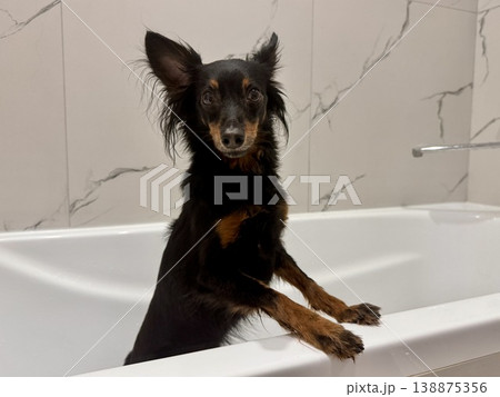 Ratlik, a happy young Prague rat trap are standing in the bathroom, after a walk, the owner washes the dog's paws. Ratlik, a happy young Prague rat trap are standing in the bathroom, after a walk, the owner washes the dog's paws. 138875356