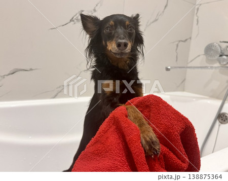 Ratlik, a happy young Prague rat trap are standing in the bathroom, after a walk, the owner washes the dog's paws. 138875364