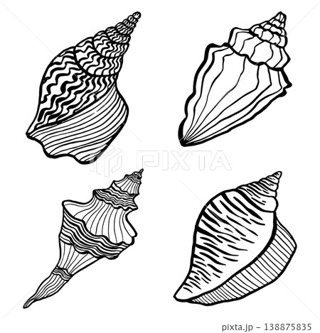 Set of hand-drawn vector illustrations depicting various seashells. Black and white marine sketches isolated on a white background. Perfect for beach-themed summer designs and nautical decor Set of hand-drawn vector illustrations depicting various seashells. Black and white marine sketches isolated on a white background. Perfect for beach-themed summer designs and nautical decor 138875835