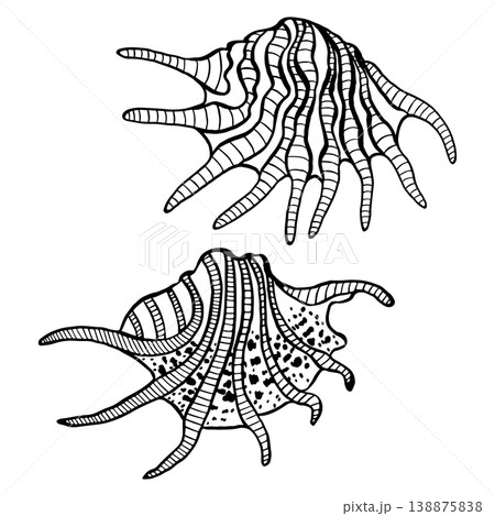 Set of hand-drawn vector illustrations depicting various seashells. Black and white marine sketches isolated on a white background. Perfect for beach-themed summer designs and nautical decor Set of hand-drawn vector illustrations depicting various seashells. Black and white marine sketches isolated on a white background. Perfect for beach-themed summer designs and nautical decor 138875838