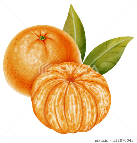 A composition of peeled and unpeeled mandarins. Watercolor illustration of a tangerine with green leaves. Citrus fruit. Ideal for New Year designs, packaging, menus, branding, and food product design A composition of peeled and unpeeled mandarins. Watercolor illustration of a tangerine with green leaves. Citrus fruit. Ideal for New Year designs, packaging, menus, branding, and food product design 138876043