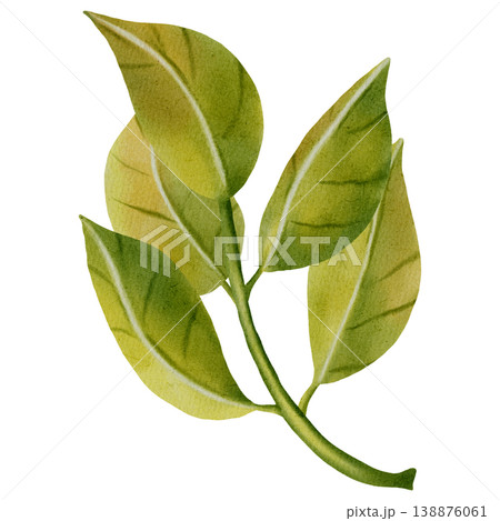 Mandarin leaves. Green branch. Watercolor illustration of a tangerine. Tropical citrus fruit. Perfect for New Year's designs, packaging, greeting cards, kitchen decor, branding, and food blogs 138876061