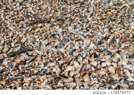 Seashell texture background on sandy beach Seashell texture background on sandy beach 138876072