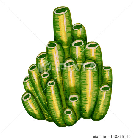 Watercolor illustration of seaweed. Underwater plant. Bright illustrations, suitable for cheerful summer designs, sea travel,  textiles, summer and children's clothing. Print for children's. 138876110