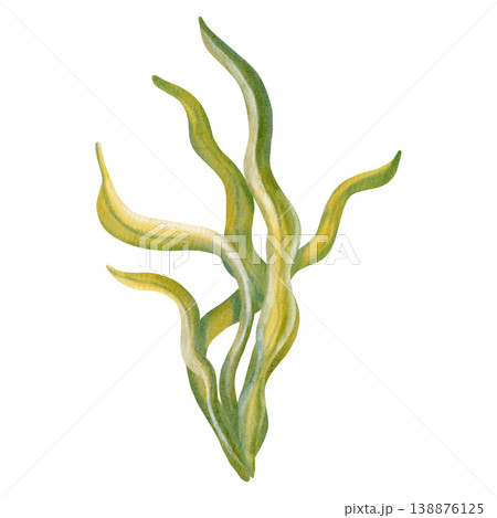 Watercolor illustration of underwater plants, seaweed, corals. Colorful ocean flora. Marine biology and aquarium decoration elements. Suitable for design, prints, postcards, sea travel Watercolor illustration of underwater plants, seaweed, corals. Colorful ocean flora. Marine biology and aquarium decoration elements. Suitable for design, prints, postcards, sea travel 138876125