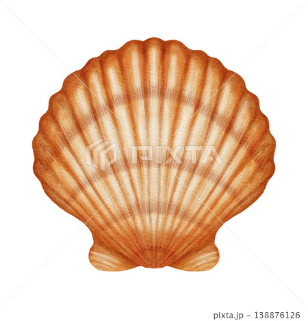 Watercolor illustration with a marine theme, featuring various shells, a spiral scallop shell, an open shell with a pearl. Children's, nautical, travel themes. Suitable for design, prints, postcards 138876126