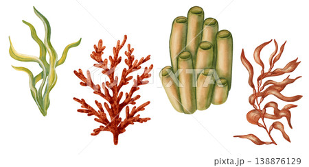 Watercolor illustration set of underwater plants, seaweed, corals. Colorful ocean flora collection. Marine biology and aquarium decoration elements. Suitable for design, prints, postcards, sea travel 138876129