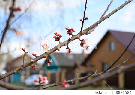 Blossoming apricot branches with pink buds and white flowers. Spring awakening in a rural garden with blurred houses in the background. Blossoming apricot branches with pink buds and white flowers. Spring awakening in a rural garden with blurred houses in the background. 138876584