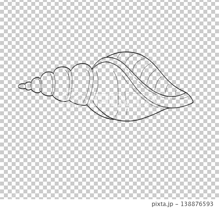 Elegant conch seashell hand drawn line art sketch on a transparent background Elegant conch seashell hand drawn line art sketch on a transparent background 138876593