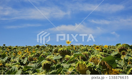 Sunflower summer flora in green city public park sunset sky with cloud nature landscape 138876635