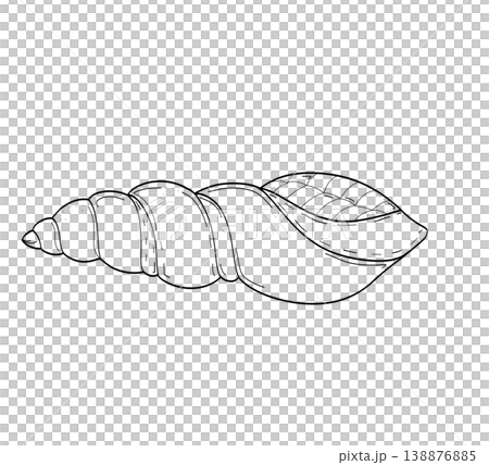 Long spindle seashell hand drawn minimalist sketch on a transparent background Long spindle seashell hand drawn minimalist sketch on a transparent background 138876885