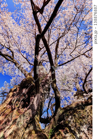 北殿のエドヒガン 北殿のエドヒガン 138876887
