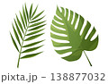 Set of palm and monstera leaves on isolated background. 138877032