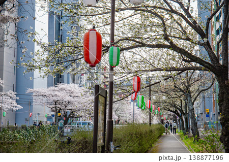 乞田川の桜（東京都多摩市） 138877196