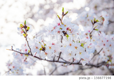 乞田川の桜(東京都多摩市) 乞田川の桜(東京都多摩市) 138877198