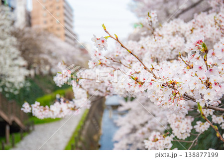 乞田川の桜（東京都多摩市） 138877199