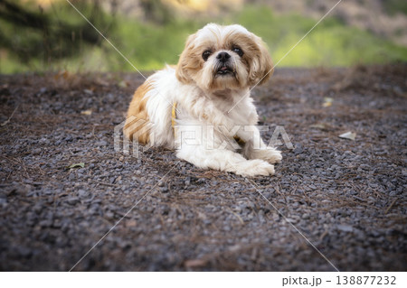 A small dog is laying on the ground in a field A small dog is laying on the ground in a field 138877232