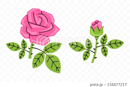 Pink rose, flower, bloom and blossom, graphic design. Floral, blooming, plant, nature and garden, vector design and illustration 138877257