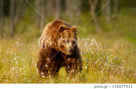 Brown bear standing in a field of cotton grass Brown bear standing in a field of cotton grass 138877413