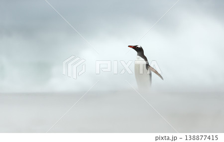 Gentoo penguin looking towards horizon in high-key misty atmosphere Gentoo penguin looking towards horizon in high-key misty atmosphere 138877415