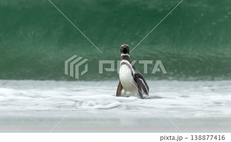 A lone Magellanic penguin (Spheniscus magellanicus) walks onto a white sand beach from the turquoise sea with a large crashing wave in the background in the Falkland Islands. A lone Magellanic penguin (Spheniscus magellanicus) walks onto a white sand beach from the turquoise sea with a large crashing wave in the background in the Falkland Islands. 138877416