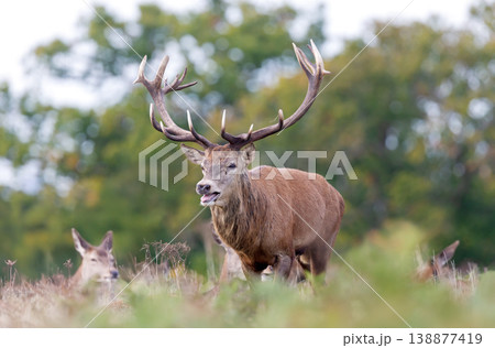Red deer stag roaring during rutting season in autumn 138877419