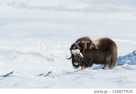 Musk ox standing on a snowy ridge in the mountains 138877420