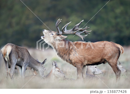 Red deer stag roaring during rutting season in autumn Red deer stag roaring during rutting season in autumn 138877426