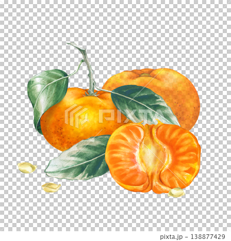 Watercolor botanical illustration of tangerines on a branch with leaves, a cut half, and seeds isolated on white background. For designing packaging for juices, teas, confectionery, as well as for use 138877429