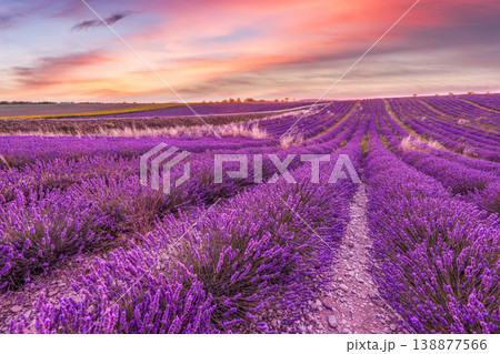 Majestic Provence lavender fields glowing sunset vibrant sky clouds picturesque summer nature landscape scenic rural France Majestic Provence lavender fields glowing sunset vibrant sky clouds picturesque summer nature landscape scenic rural France 138877566