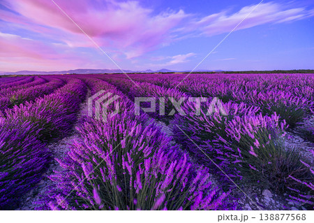 Stunning majestic Provence lavender field sunset vibrant sky clouds picturesque summer nature landscape breathtaking travel destination wallpaper paradise Stunning majestic Provence lavender field sunset vibrant sky clouds picturesque summer nature landscape breathtaking travel destination wallpaper paradise 138877568