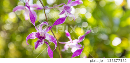 Breathtaking tropical garden white pink orchid blossom dreamy soft focus bokeh nature botanical background summer floral art wallpaper paradise Breathtaking tropical garden white pink orchid blossom dreamy soft focus bokeh nature botanical background summer floral art wallpaper paradise 138877582