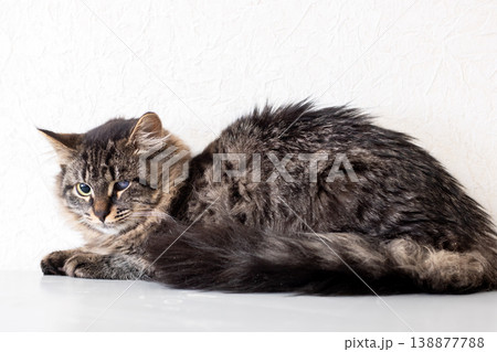 Peaceful indoor scene showing fluffy striped cat peacefully resting on table surface 138877788