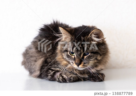Quiet shelter setting showcasing tranquil cat with dusty paws and vivid green eyes Quiet shelter setting showcasing tranquil cat with dusty paws and vivid green eyes 138877789