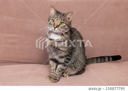Cat on Couch. Pet Cat Resting Serenely on Couch with Focused Expression and Soft Lighting Cat on Couch. Pet Cat Resting Serenely on Couch with Focused Expression and Soft Lighting 138877795