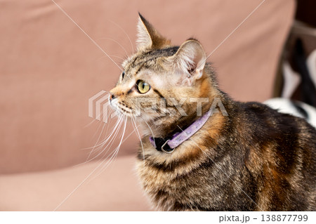 Feline sideways gaze. Domestic feline profile showing attentive expression and focused stare Feline sideways gaze. Domestic feline profile showing attentive expression and focused stare 138877799