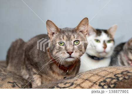 Calm domestic cats share strong bond while observing their surroundings attentively Calm domestic cats share strong bond while observing their surroundings attentively 138877801