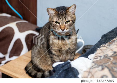 Feline watches indoors. Cozy indoor scene featuring focused tabby with collar and stripes 138877805