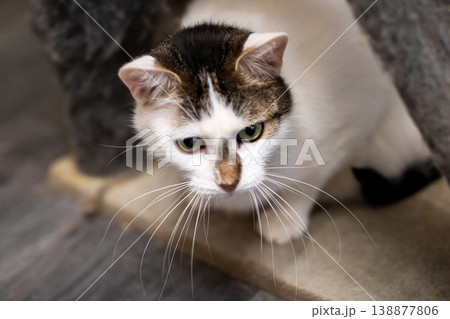 Animal with brown and white fur inspects floor patterns meticulously under warm lighting 138877806