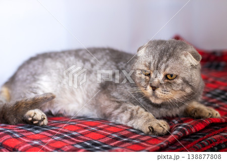 Tranquil senior feline with halfclosed amber eyes lounging on colorful checkered cloth indoors Tranquil senior feline with halfclosed amber eyes lounging on colorful checkered cloth indoors 138877808