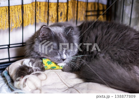 Tranquil longhaired cat resting peacefully within shelter following rescue effort 138877809