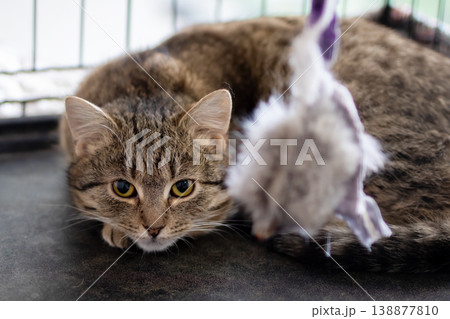 Hidden hesitant feline. Cautious cat in shelter peers attentively at nearby playful object 138877810