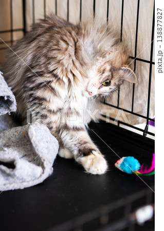 Young tabby demonstrates curiosity towards vibrant feathered toy during shelter stay 138877827
