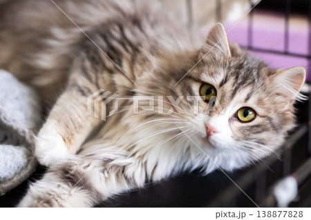 Hopeful cat scene. Friendly domestic cat with soft coat and inviting demeanor in enclosure 138877828