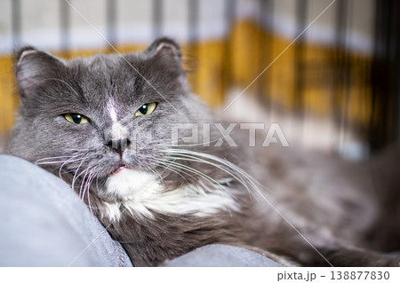 Mature cat lying peacefully. Senior gray feline with relaxed demeanor and gentle eyes 138877830
