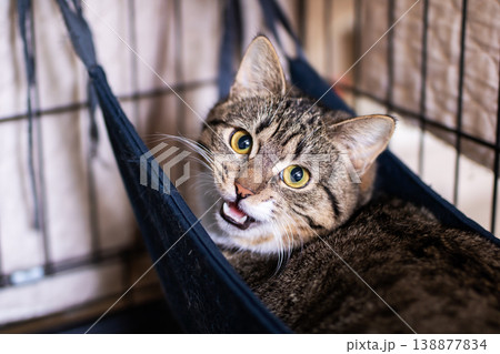 Distressed cat seeking help. Urgent appeal for distressed tabby feline in shelter Distressed cat seeking help. Urgent appeal for distressed tabby feline in shelter 138877834