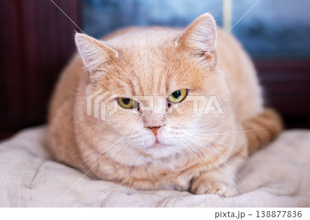 This comfortable creamhued feline showcases serenity and gentle round form suitable for loving homes This comfortable creamhued feline showcases serenity and gentle round form suitable for loving homes 138877836
